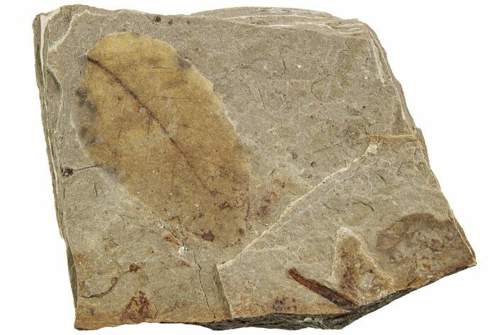Fossil Leaf (Fagus) - McAbee, BC #226069